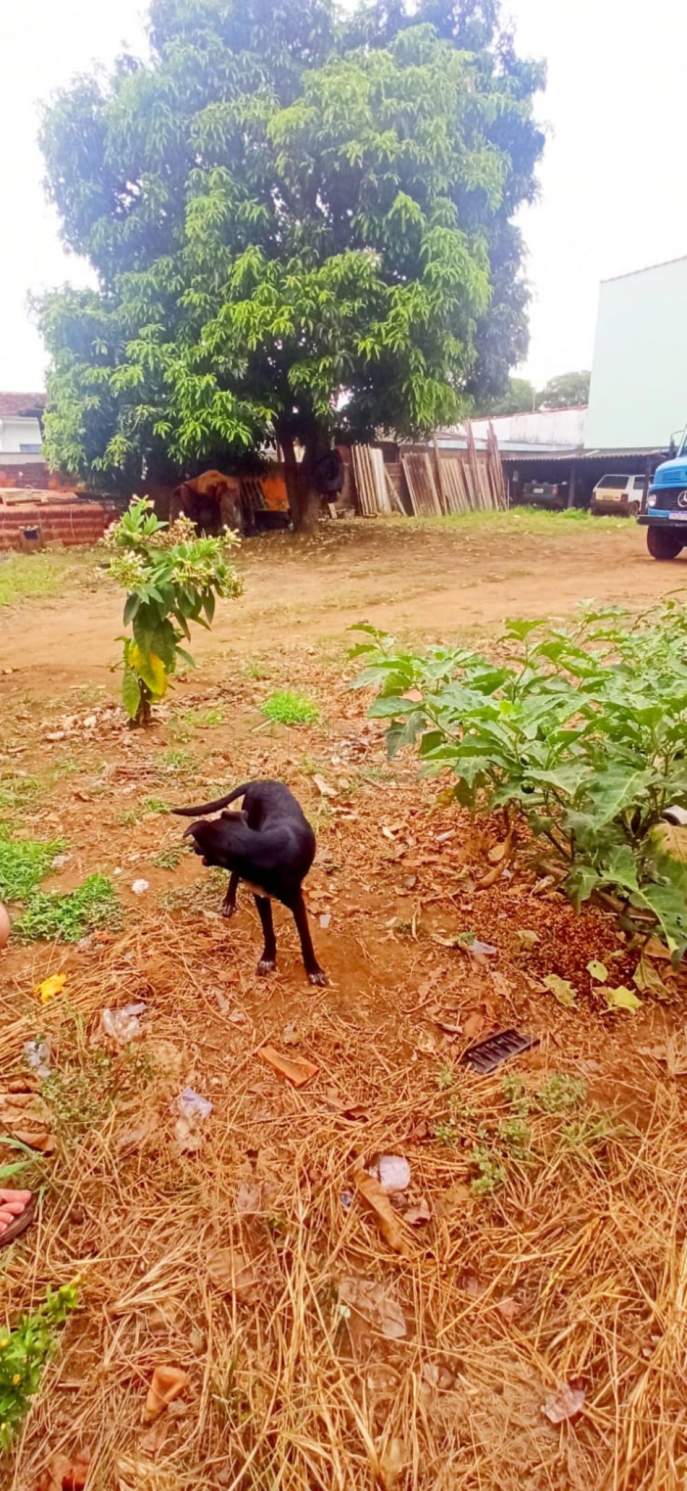 Terreno a Venda na Vila Scarabucci