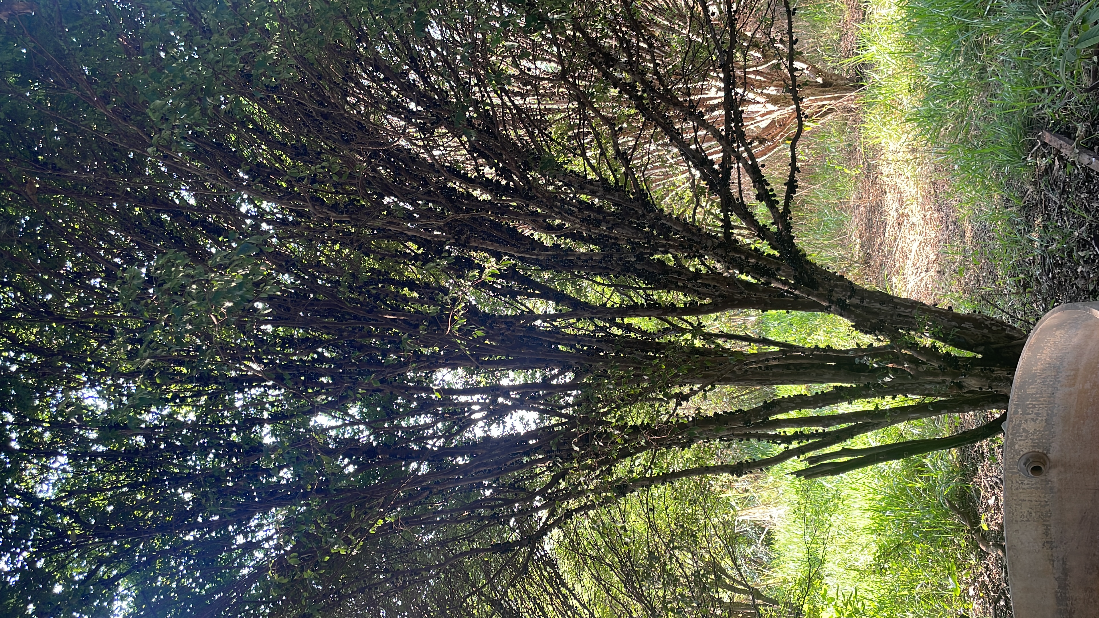 Chácara a venda Jardim Palestina