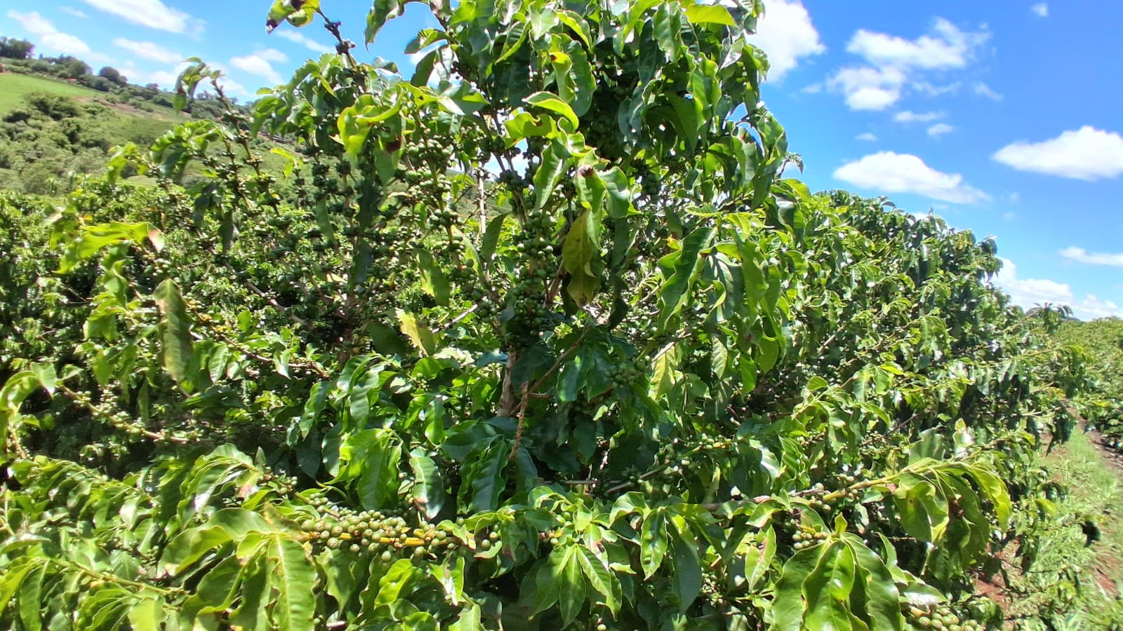 Rural no bairro Zona Rural à Venda