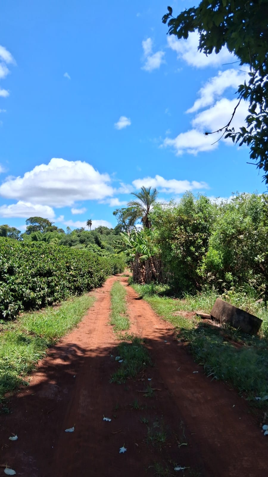 Rural no bairro rural à Venda