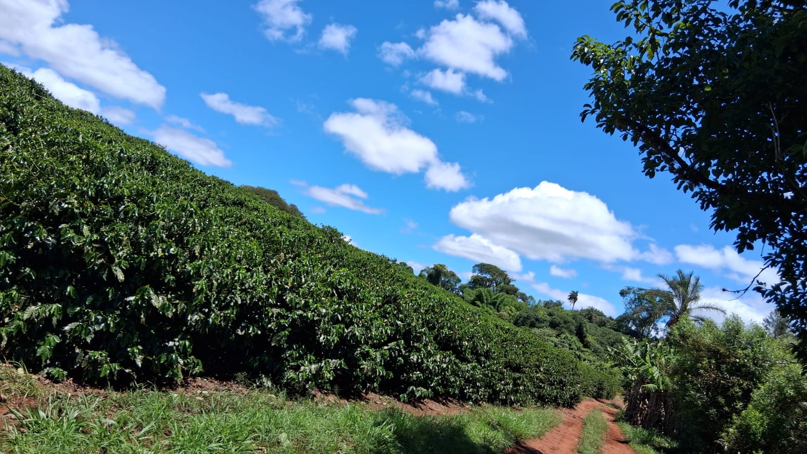 Rural no bairro rural à Venda