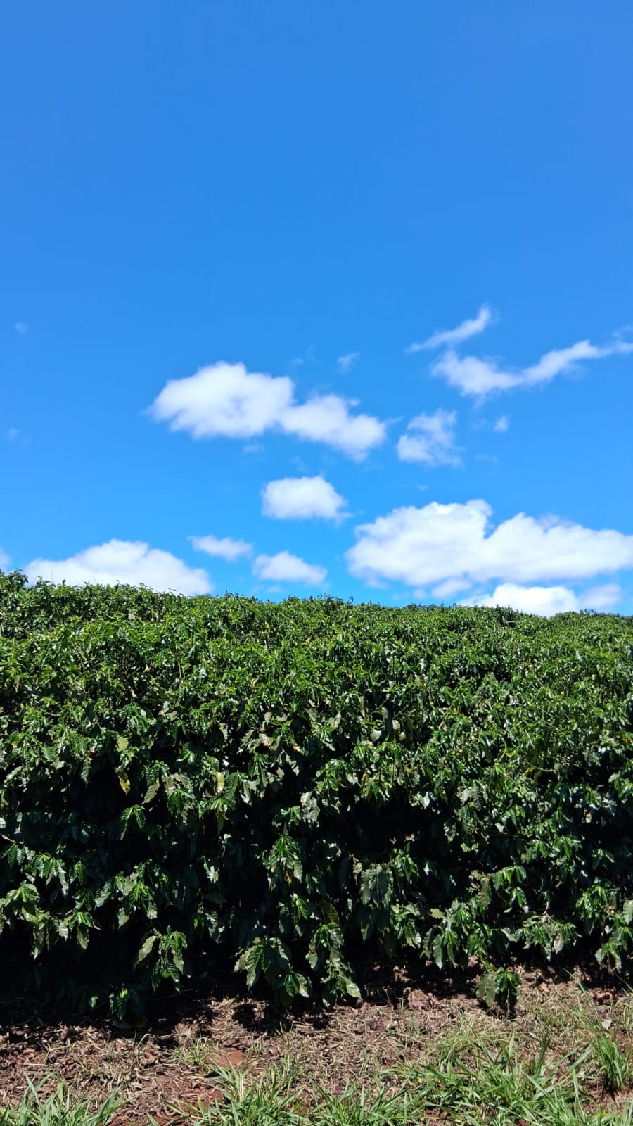 Rural no bairro rural à Venda