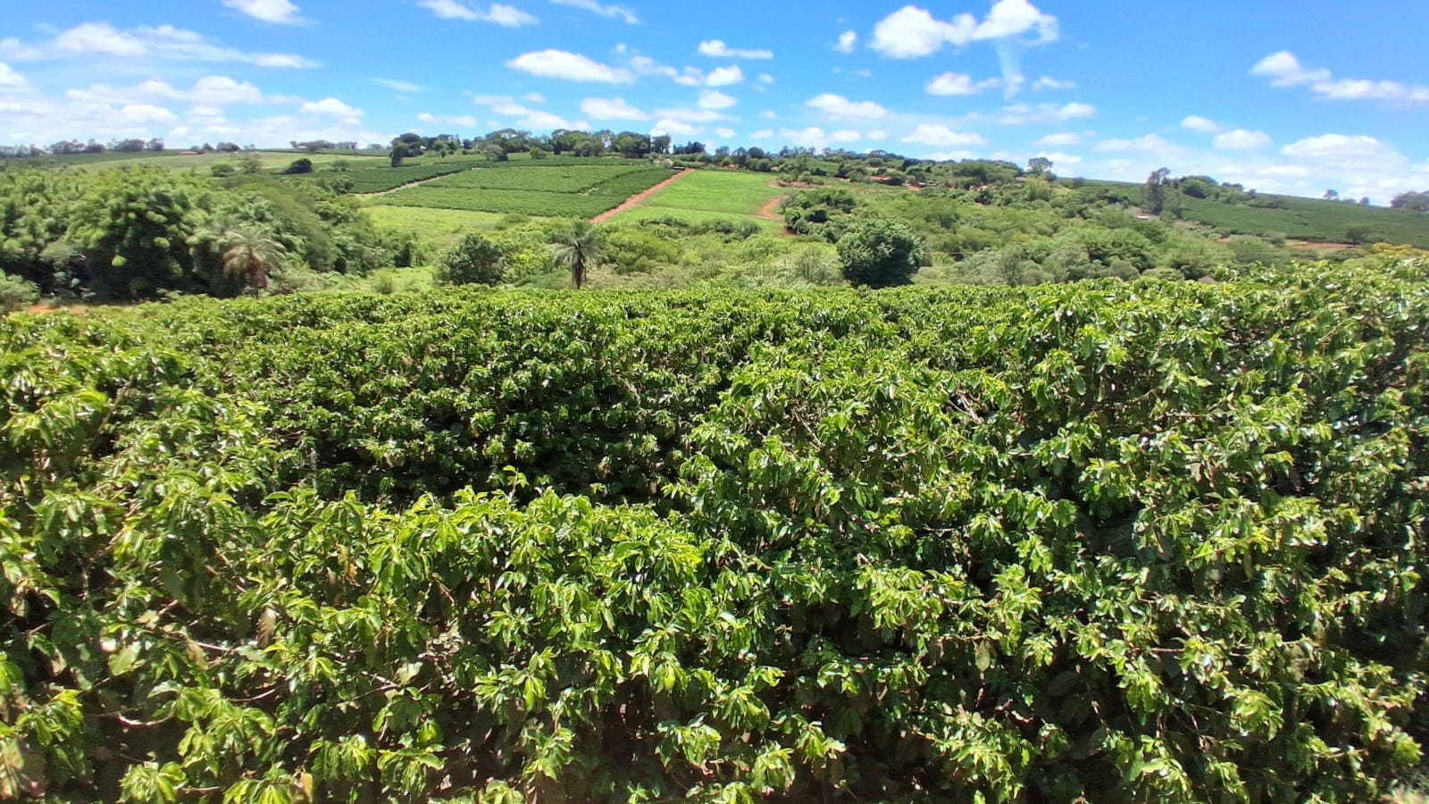 Rural no bairro rural à Venda