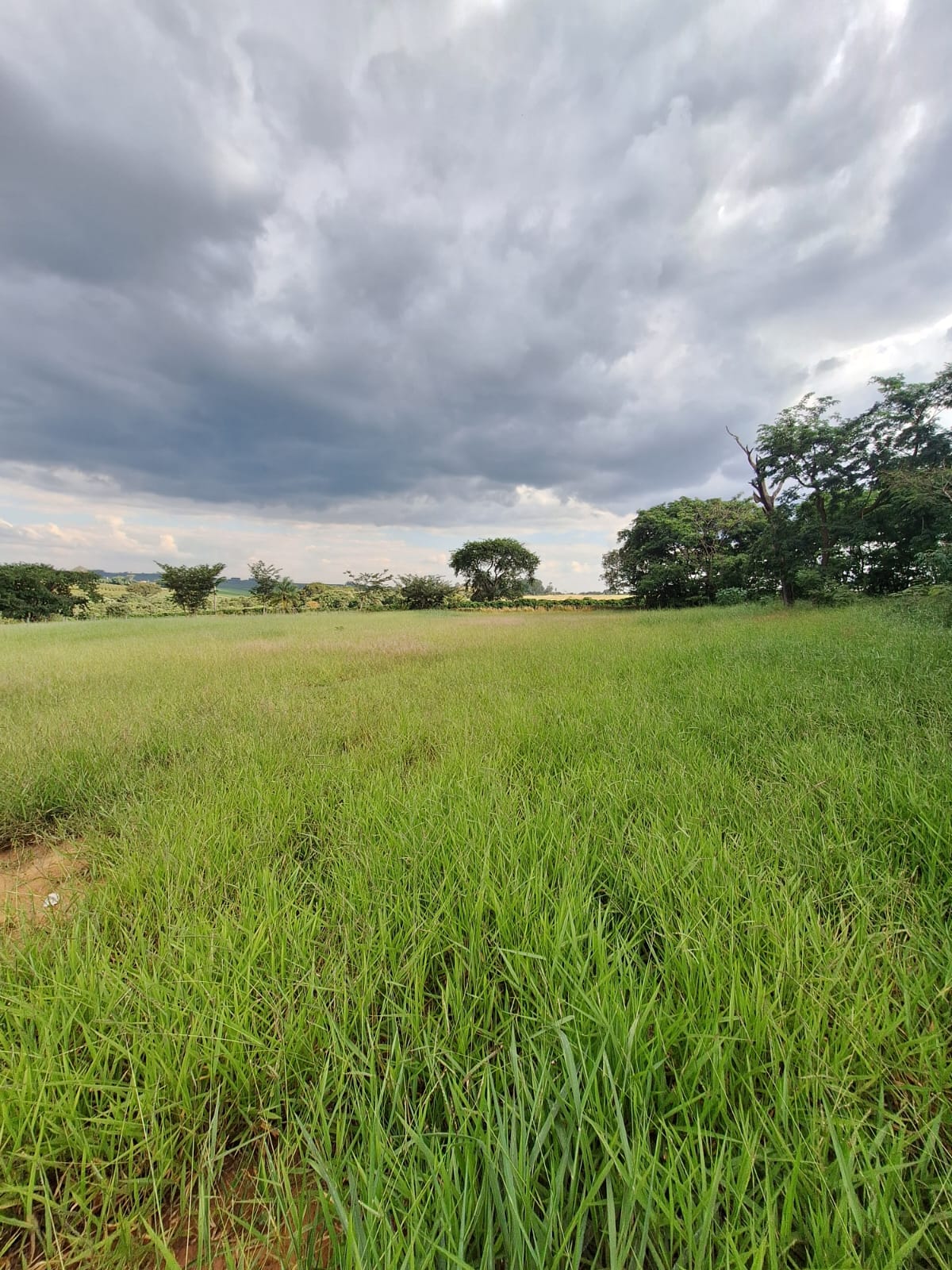 Rural no bairro Alto da Boa vista à Venda
