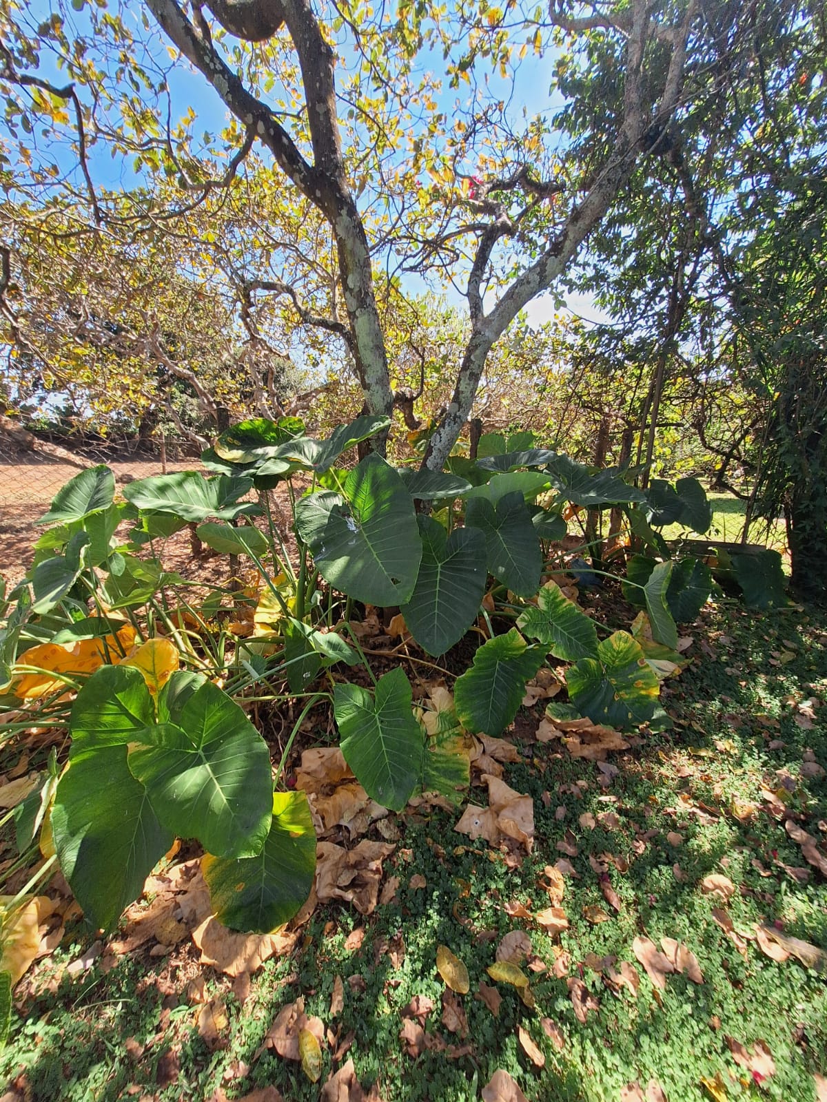 Rural no bairro Recanto Fortuna à Venda