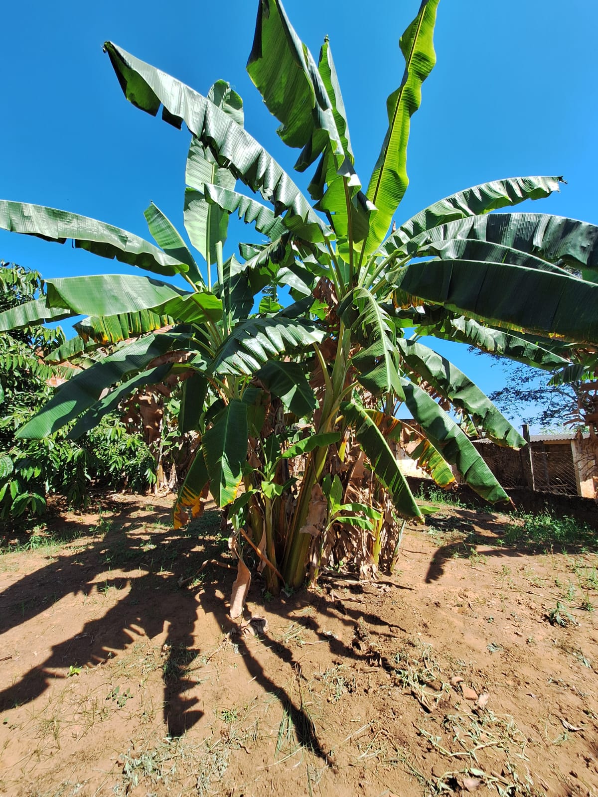 Rural no bairro Recanto Fortuna à Venda