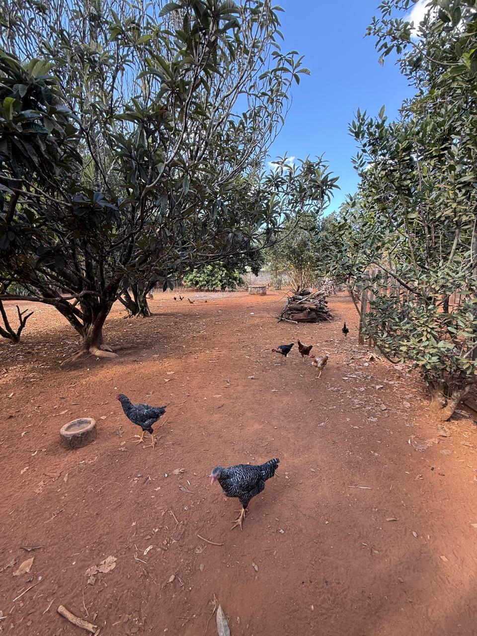 Rural no bairro Vereda dos Cristais à Venda